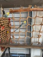 2 grasparkieten, Dieren en Toebehoren, Vogels | Parkieten en Papegaaien, Mannelijk, Parkiet