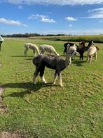 Te koop: Alpaca’s voor wandeltours, Dieren en Toebehoren, Juli, Meerdere dieren