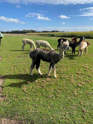 Te koop: Alpaca’s voor wandeltours  beschikbaar voor biedingen