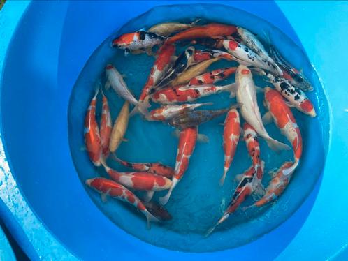 Leuke partij Japanse koi mix +/- 30 stuks, Dieren en Toebehoren, Vissen | Vijvervissen, Karper of Koi