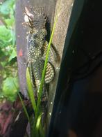 Plecco l144, Dieren en Toebehoren, Vis