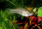 Zwaarddragers, Dieren en Toebehoren, Vissen | Aquariumvissen, Vis
