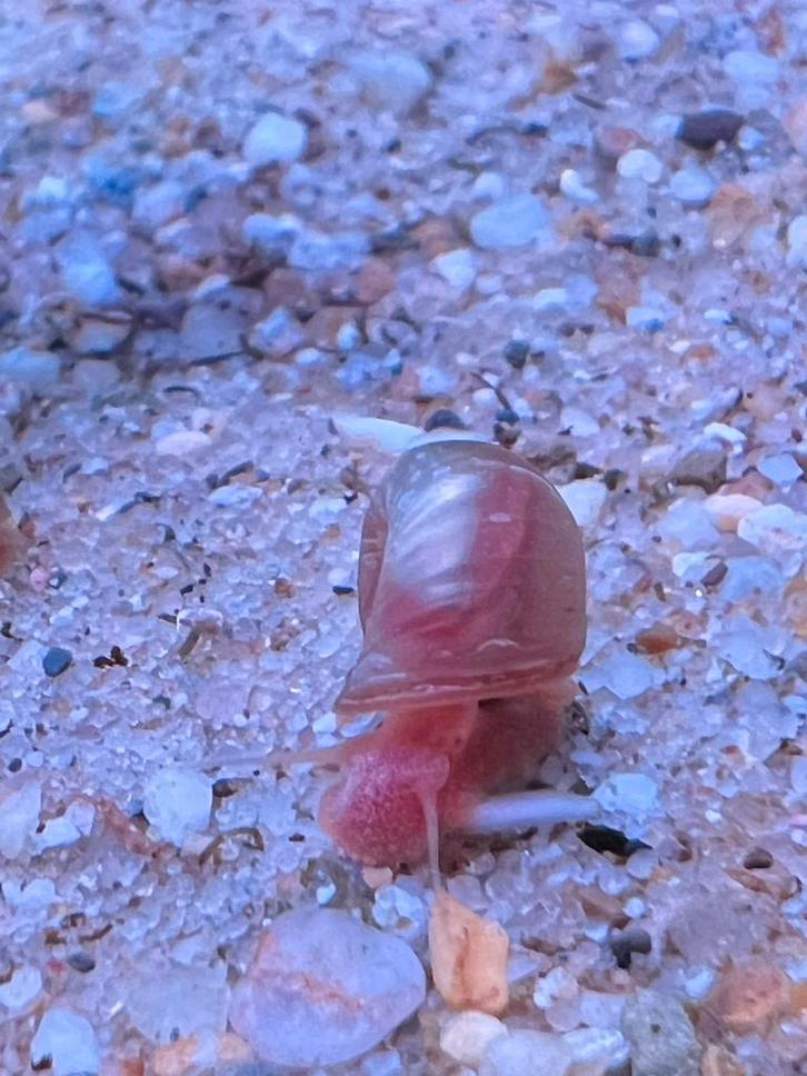 Ramshoorn slakken - super gezond- €0,50, Dieren en Toebehoren, Vissen | Aquariumvissen, Slak of Weekdier