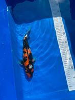 Verschillende koi vissen, Dieren en Toebehoren, Vissen | Vijvervissen, Karper of Koi