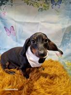 Fantastisch lief reutje black and tan, Dieren en Toebehoren, Honden | Teckels en Dashonden, Standaard, Reu, CDV (hondenziekte)