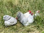 Cochin kriel kippen Parelgrijs, gesekst en ingeënt, Dieren en Toebehoren, Vrouwelijk, Kip