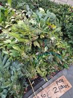 Kerstgroen Maasdijk - Tuindersweg 105, Volle zon, Vaste plant, Winter, Ophalen