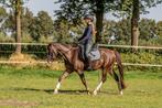Lieve en talentvolle C-pony, Gechipt, Ruin, Dressuurpony, 7 tot 10 jaar