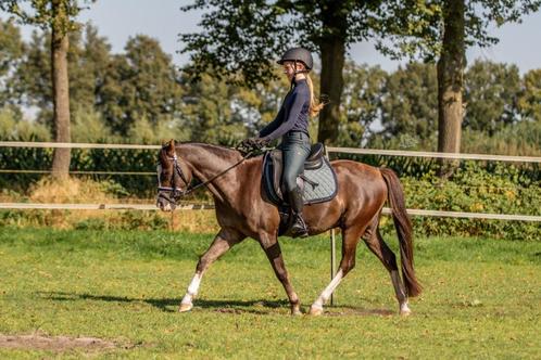 Lieve en talentvolle C-pony, Dieren en Toebehoren, Pony's, Ruin, L, C pony (1.27m tot 1.37m), Dressuurpony, 7 tot 10 jaar, Met stamboom
