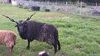 Prachtige Racka ram Te Huur, Dieren en Toebehoren, Schapen, Geiten en Varkens, Mannelijk, Schaap, 0 tot 2 jaar