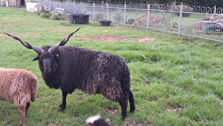 Prachtige Racka ram Te Huur, Dieren en Toebehoren, Schapen, Geiten en Varkens, Schaap, Mannelijk, 0 tot 2 jaar