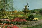 Tulipshow - Frans Roozen - Vogelenzang - 1965 gelopen, Ophalen of Verzenden, Voor 1920, Gelopen, Noord-Brabant