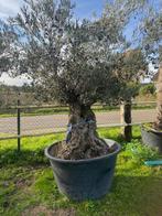 Hele mooie olijfboom& oude dikke stam en volle kruin NR:BL16, Vaste plant, Halfschaduw, Lente, Ophalen