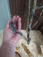 Afrikaanse Dwergrelmuizen, September, Geslacht onbekend, Muis