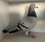 Doffer rechtstreeks Vereyken-Gommers (B.)/Bartsoen-Vercammen, Dieren en Toebehoren, Mannelijk, Postduif