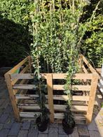 Klimop: Hedera Hibernica in alle maten, Vaste plant, Ophalen of Verzenden, Bloeit niet, Halfschaduw