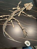 Psittacosaurus skelet meter lang, Ophalen of Verzenden, Fossiel