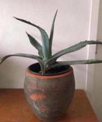 Oude terracotta bloempot diverse Vintage overpotten maten, Tuin en Terras, Bloempotten, Rond, Binnen, Ophalen of Verzenden, Zo goed als nieuw