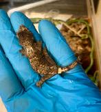 White collar Chahouas, Dieren en Toebehoren, Reptielen en Amfibieën, Hagedis, 0 tot 2 jaar