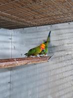 1 koppel goudkaparatinga 2017, Dieren en Toebehoren, Vogels | Parkieten en Papegaaien, Meerdere dieren, Parkiet