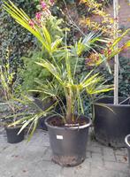 Trachycarpus fortunei waaierpalm in kuip, 100 tot 250 cm, Zomer, Palmboom, Ophalen