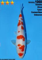 Met certificaat KOHAKU tosia Dainchi Toyota, Karper of Koi