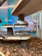 Kleurmuizen, Dieren en Toebehoren, Muis, Mei, Meerdere dieren, Tam