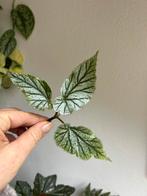 Begonia don miller, 4x (gewortelde) stek, zie advertentie, Ophalen of Verzenden, Halfschaduw, Minder dan 100 cm