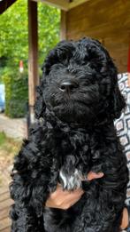 Mag direct mee, lief zwart labradoodle meisje, Overige rassen, CDV (hondenziekte), 8 tot 15 weken, Meerdere