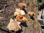 Broedeieren cochin kriel okerporselein, Dieren en Toebehoren, Pluimvee, Geslacht onbekend, Kip