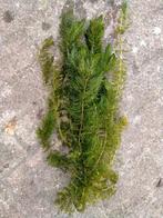 hoornblad zuurstofplant vijver, Tuin en Terras, Ophalen of Verzenden, Nieuw