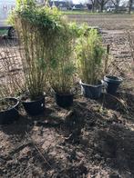 Fargesia, niet woekerende bamboe, Ophalen, Bamboe, Struik, 100 tot 250 cm