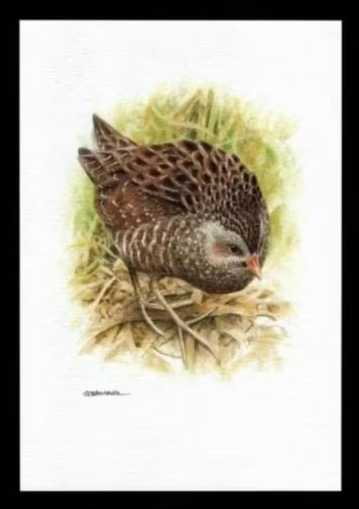 Porseleinhoen Porzana Porzana Vogel Kunstdruk., Verzamelen, Overige Verzamelen, Zo goed als nieuw, Ophalen of Verzenden