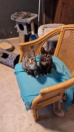 Te koop 2 prachtige kittens, Meerdere dieren