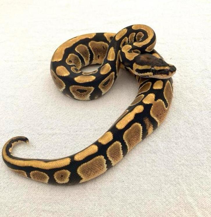 0.1 classic 50% het piebald