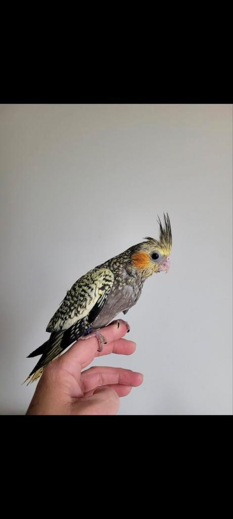 Zeer tamme en bijzonder lieve valkparkieten, Dieren en Toebehoren, Vogels | Parkieten en Papegaaien, Parkiet, Geslacht onbekend