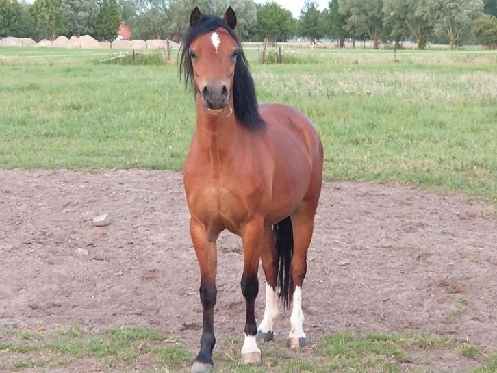 Welsh -A pony`s en  veulens, Dieren en Toebehoren, Pony's, Meerdere dieren, Niet van toepassing, B pony (1.17m tot 1.27m), Recreatiepony