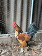 Serama haantjes, Dieren en Toebehoren, Mannelijk, Kip