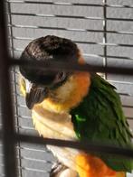 Zwartkopcaique mannelijk met certificaat  met kooi, Dieren en Toebehoren, Mannelijk, Parkiet, Geringd