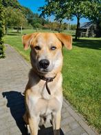 Lieve hond zoekt een nieuw huisje, Dieren en Toebehoren, Honden | Niet-rashonden, Reu, 1 tot 2 jaar, Eén hond, Middel