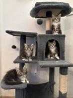 Maine Coon kittens, Meerdere dieren, 0 tot 2 jaar, Ontwormd