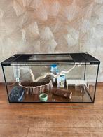 Terrarium/ glazen bak, Kooi, Zo goed als nieuw, Muis, 75 tot 110 cm