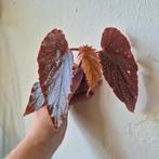 begonia pakketje, Huis en Inrichting, Kamerplanten, Ophalen of Verzenden, Overige soorten, Minder dan 100 cm