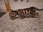 Bengaal kitten, Poes, Ontwormd