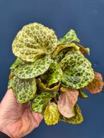 Begonia Blancii Hybriden p10, Huis en Inrichting, Kamerplanten, Ophalen of Verzenden, Halfschaduw, Minder dan 100 cm