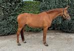 Super brave 10jr. merrie geschikt voor iedere ruiter!, Dieren en Toebehoren, Paarden, Merrie, Gechipt, 170 tot 175 cm, L
