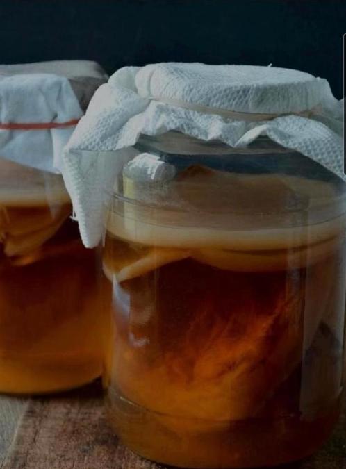 Kombucha zwam - scoby, Diversen, Levensmiddelen, Ophalen of Verzenden