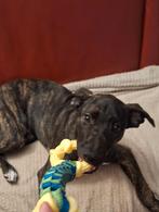 Mooie Aanhankelijke Amerik. Stafford/Whippet Pup 4 mnd, Dieren en Toebehoren, Honden | Niet-rashonden, Reu, 8 tot 15 weken, Eén hond