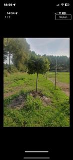 Trompetboom trompet boom plant bloem, Ophalen, Overige soorten, 100 tot 250 cm