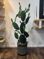 Grote Opuntia Cactus in Pot, 100 tot 150 cm, Ophalen of Verzenden, In pot, Cactus